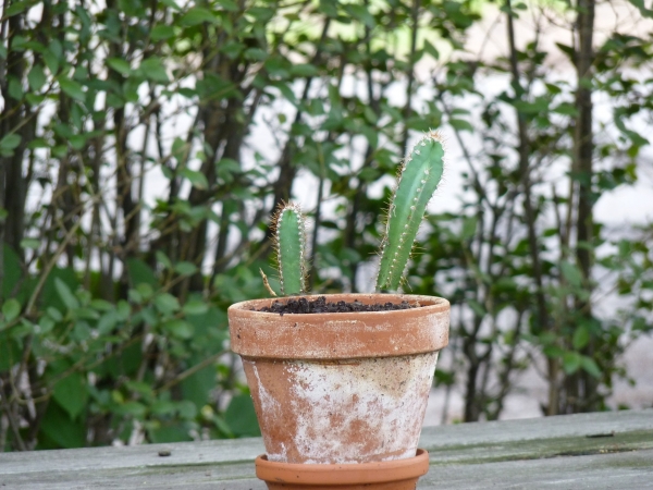 Creation of Bonsai Tree: Step 1